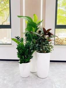 领略宁波鄞州专业盆景租赁，畅享绿色生活